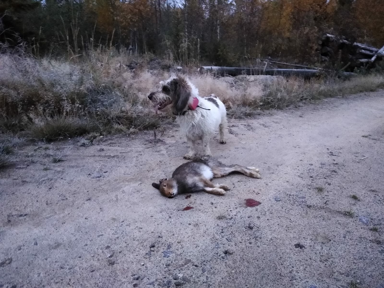 Day before Antti shoot hare to the Lempi. We find next day Deer to hunt.